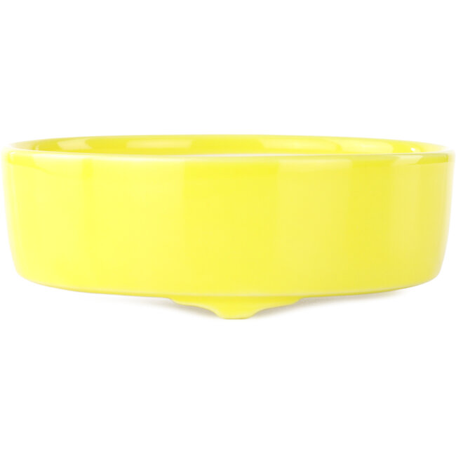 Maceta redonda amarilla para bonsái de Seifu - 150 x 150 x 50 mm
