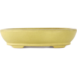 Hattori Tomoyuki 220 mm oval yellow bonsai pot by Hattori, Tokoname, Japan