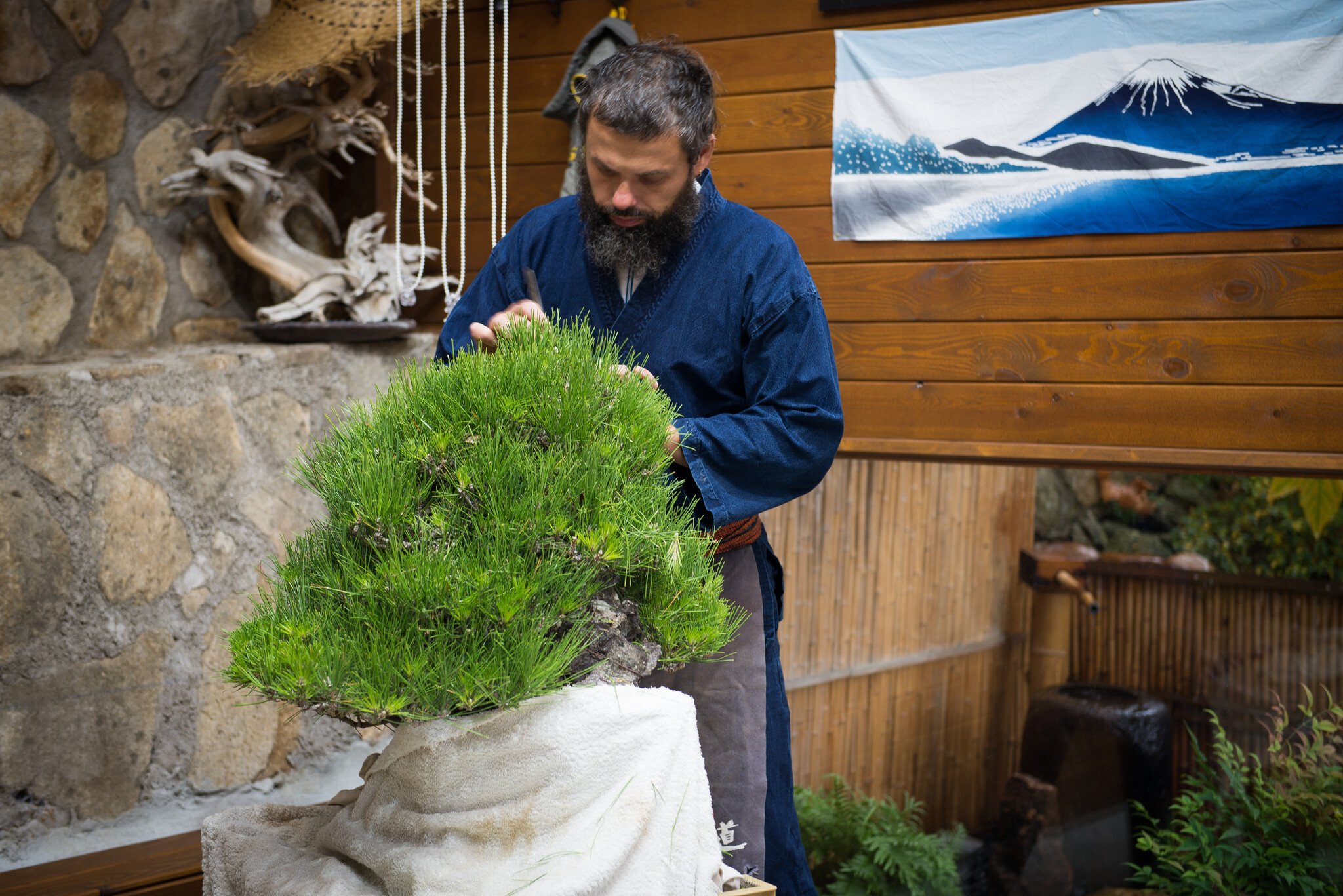 De Mario Komsta Bonsai Collectie