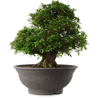 Rhododendron indicum Kozan, 44 cm, ± 30 jaar oud