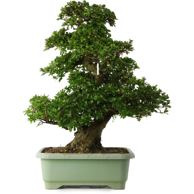 Rhododendron indicum Kaho, 77 cm, ± 30 jaar oud, met roze en witte bloemen