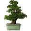 Rhododendron indicum Kaho, 77 cm, ± 30 jaar oud, met roze en witte bloemen