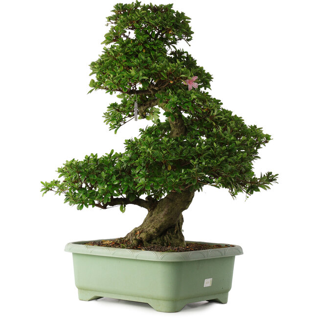 Rhododendron indicum Kaho, 77 cm, ± 30 jaar oud, met roze en witte bloemen