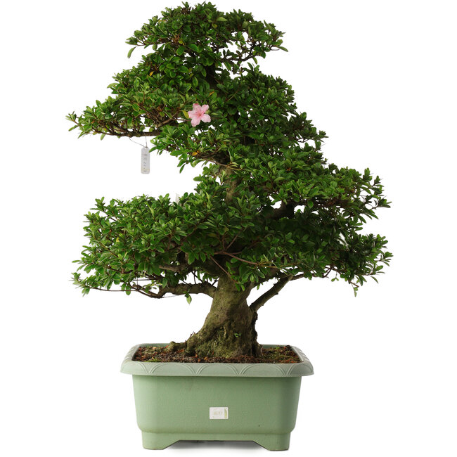 Rhododendron indicum Kaho, 77 cm, ± 30 Jahre alt, mit rosa und weißen Blüten