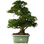 Rhododendron indicum Kaho, 77 cm, ± 30 jaar oud, met roze en witte bloemen