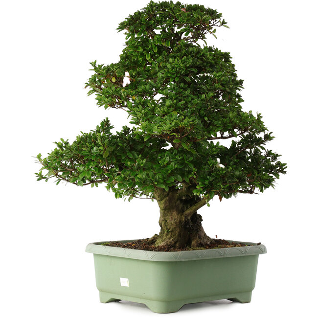 Rhododendron indicum Kaho, 77 cm, ± 30 jaar oud, met roze en witte bloemen