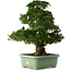 Rhododendron indicum Kaho, 77 cm, ± 30 jaar oud, met roze en witte bloemen