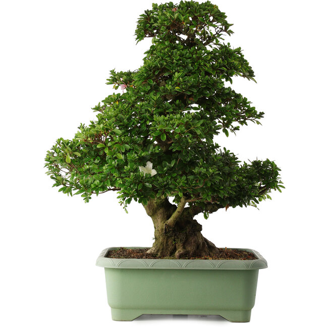 Rhododendron indicum Kaho, 77 cm, ± 30 jaar oud, met roze en witte bloemen