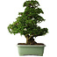 Rhododendron indicum Kaho, 77 cm, ± 30 jaar oud, met roze en witte bloemen