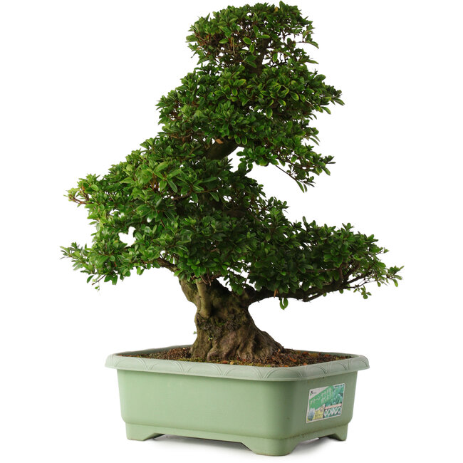 Rhododendron indicum Kaho, 77 cm, ± 30 Jahre alt, mit rosa und weißen Blüten