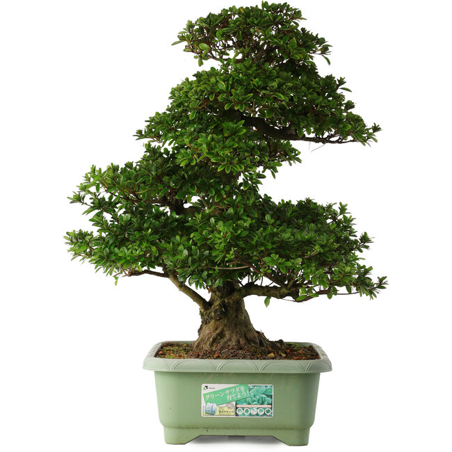 Rhododendron indicum Kaho, 77 cm, ± 30 Jahre alt, mit rosa und weißen Blüten