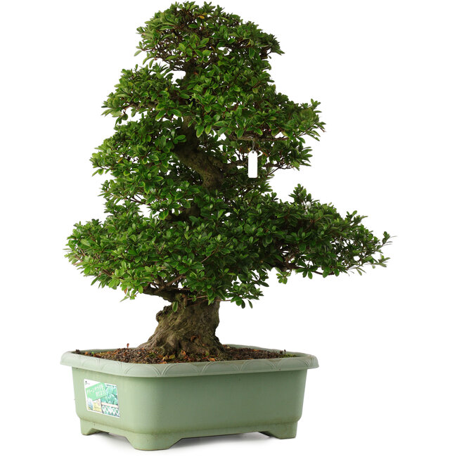 Rhododendron indicum Kaho, 77 cm, ± 30 Jahre alt, mit rosa und weißen Blüten