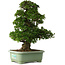 Rhododendron indicum Kaho, 77 cm, ± 30 jaar oud, met roze en witte bloemen