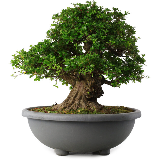 Rhododendron indicum Eikan, 59 cm, ± 30 jaar oud, met witte bloemen