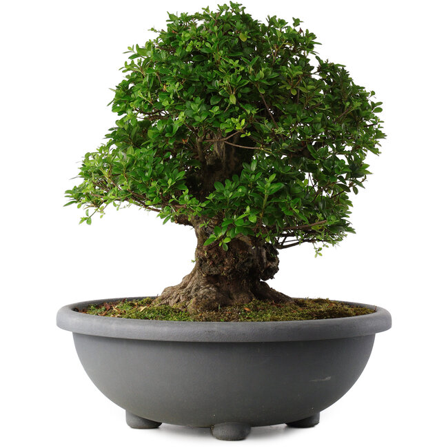 Rhododendron indicum Eikan, 59 cm, ± 30 Jahre alt, mit weißen Blüten