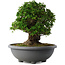 Rhododendron indicum Eikan, 59 cm, ± 30 anni, con fiori bianchi
