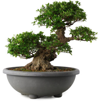 Rhododendron indicum Eikan, 55 cm, ± 30 jaar oud