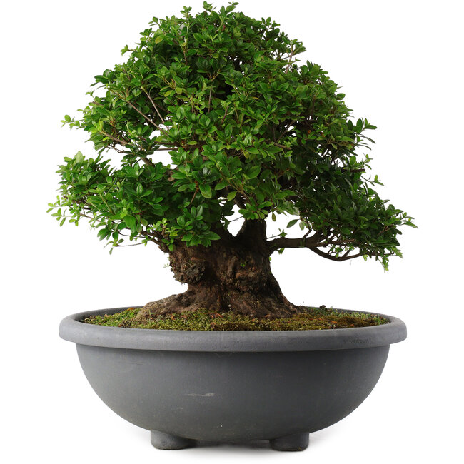 Rhododendron indicum Eikan, 59 cm, ± 30 years old, with white flowers