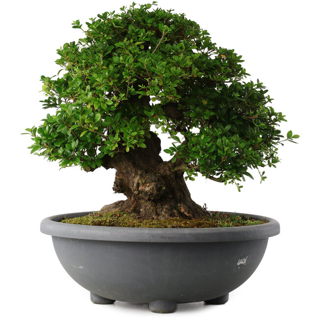 Rhododendron indicum Eikan, 59 cm, ± 30 years old, with white flowers