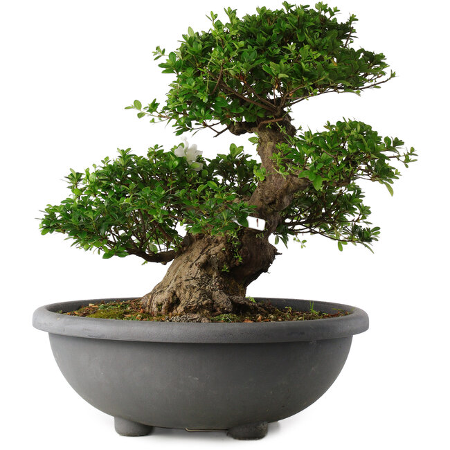 Rhododendron indicum Eikan, 55 cm, ± 30 Jahre alt, mit weißen Blüten