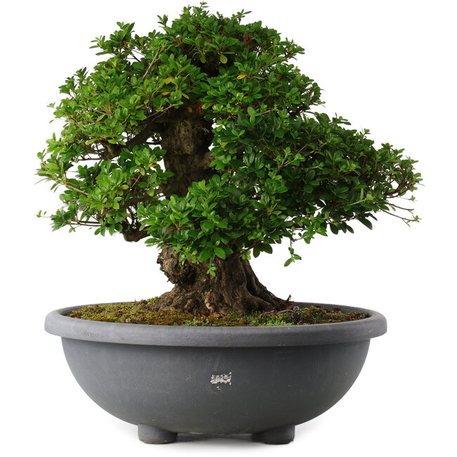 Rhododendron indicum Eikan, 59 cm, ± 30 anni, con fiori bianchi