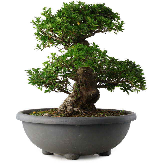 Rhododendron indicum Eikan, 55 cm, ± 30 Jahre alt, mit weißen Blüten