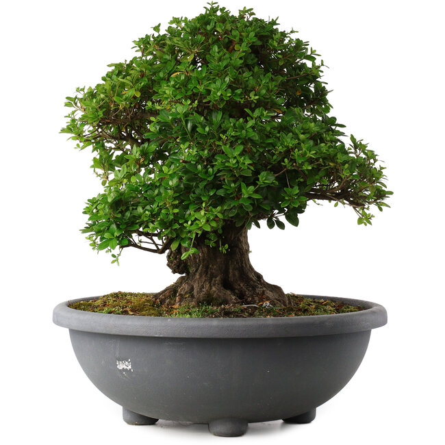 Rhododendron indicum Eikan, 59 cm, ± 30 anni, con fiori bianchi