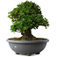 Rhododendron indicum Eikan, 59 cm, ± 30 anni, con fiori bianchi