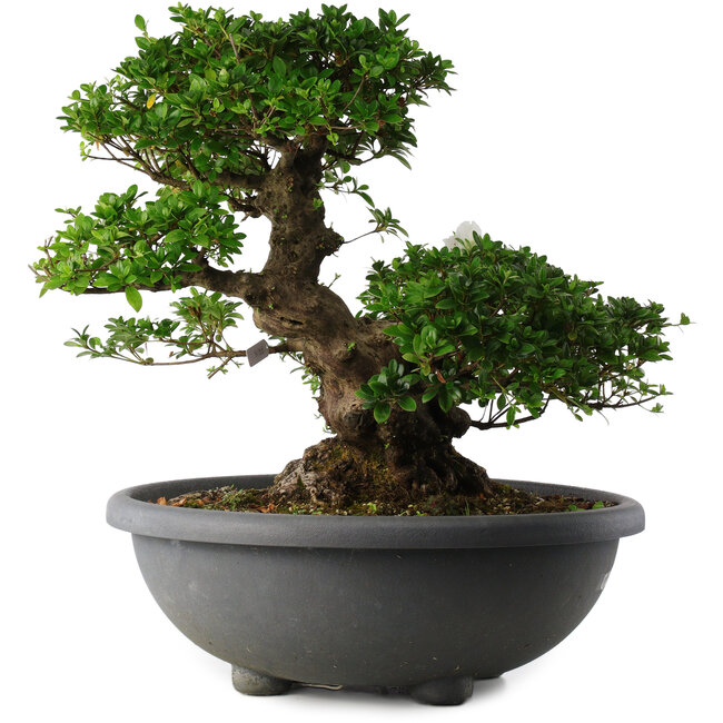 Rhododendron indicum Eikan, 55 cm, ± 30 anni, con fiori bianchi