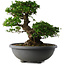 Rhododendron indicum Eikan, 55 cm, ± 30 anni, con fiori bianchi