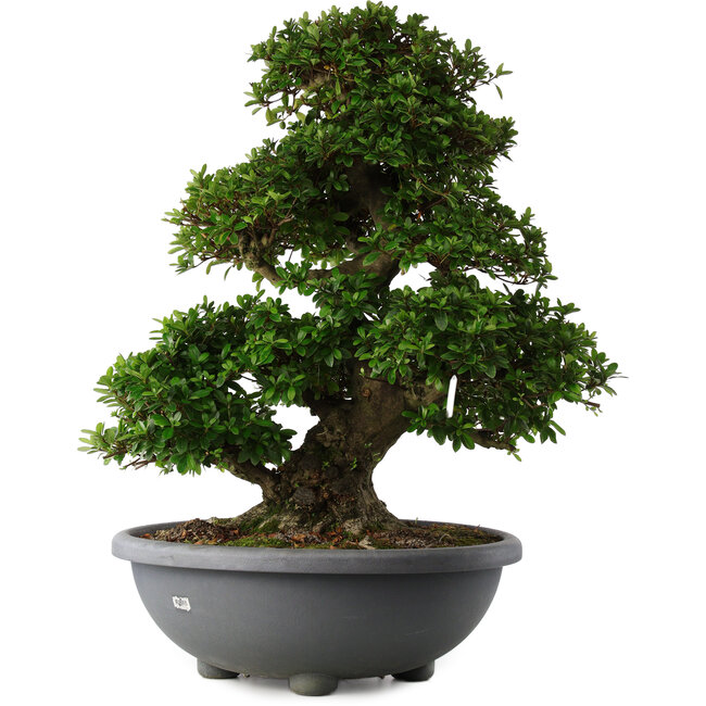 Rhododendron indicum Gyoten, 73 cm, ± 30 años, con flores rosadas