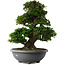 Rhododendron indicum Gyoten, 73 cm, ± 30 anni, con fiori rosa