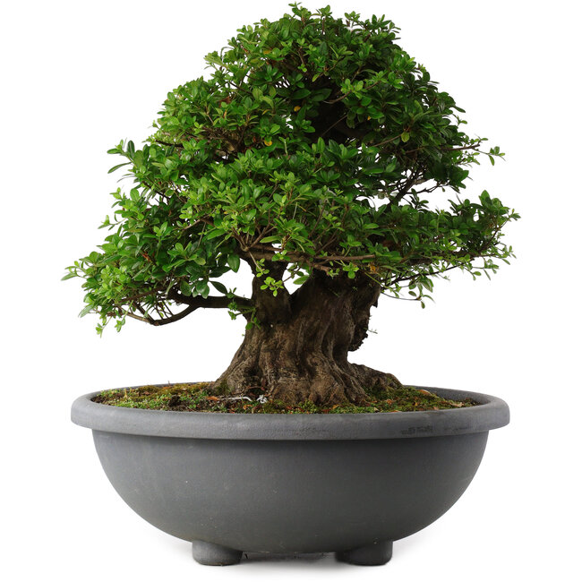 Rhododendron indicum Eikan, 59 cm, ± 30 years old, with white flowers