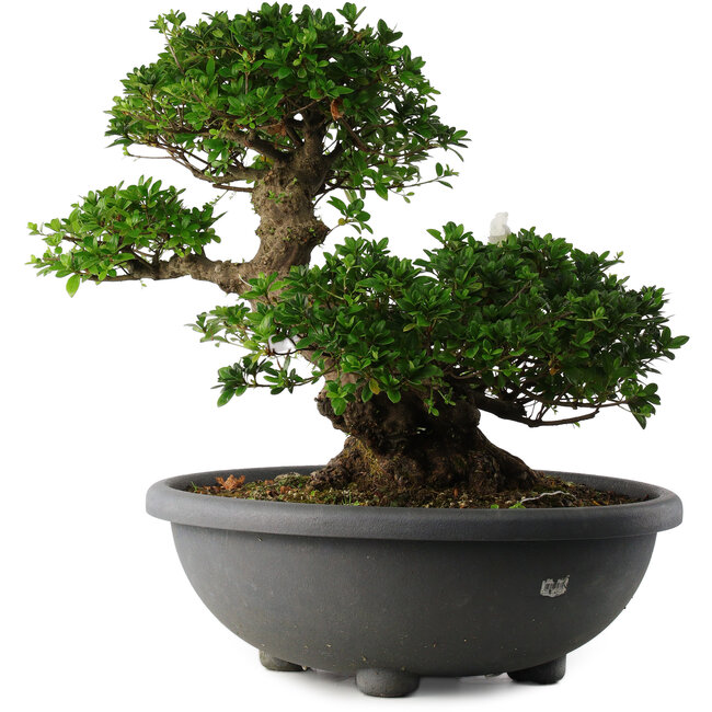 Rhododendron indicum Eikan, 55 cm, ± 30 anni, con fiori bianchi