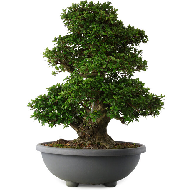 Rhododendron indicum Gyoten, 73 cm, ± 30 anni, con fiori rosa