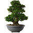 Rhododendron indicum Gyoten, 73 cm, ± 30 Jahre alt, mit rosa Blüten