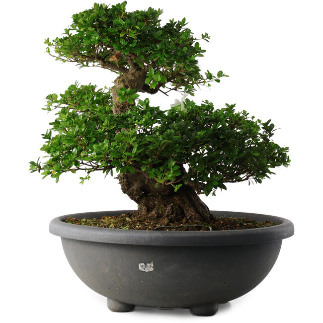 Rhododendron indicum Eikan, 55 cm, ± 30 Jahre alt, mit weißen Blüten