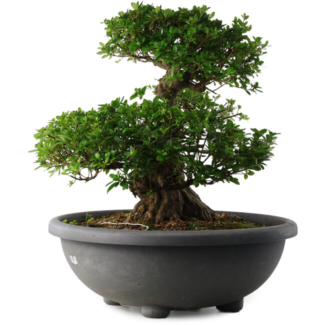 Rhododendron indicum Eikan, 55 cm, ± 30 Jahre alt, mit weißen Blüten