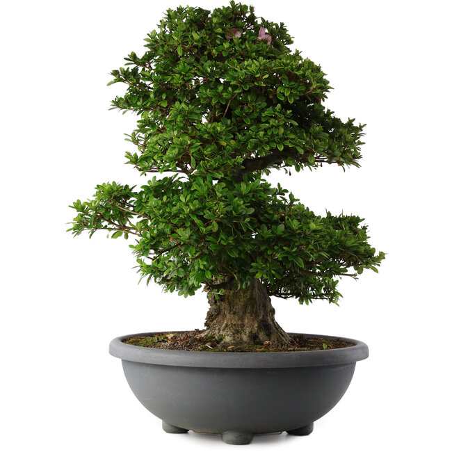 Rhododendron indicum Gyoten, 73 cm, ± 30 Jahre alt, mit rosa Blüten