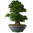 Rhododendron indicum Gyoten, 73 cm, ± 30 Jahre alt, mit rosa Blüten