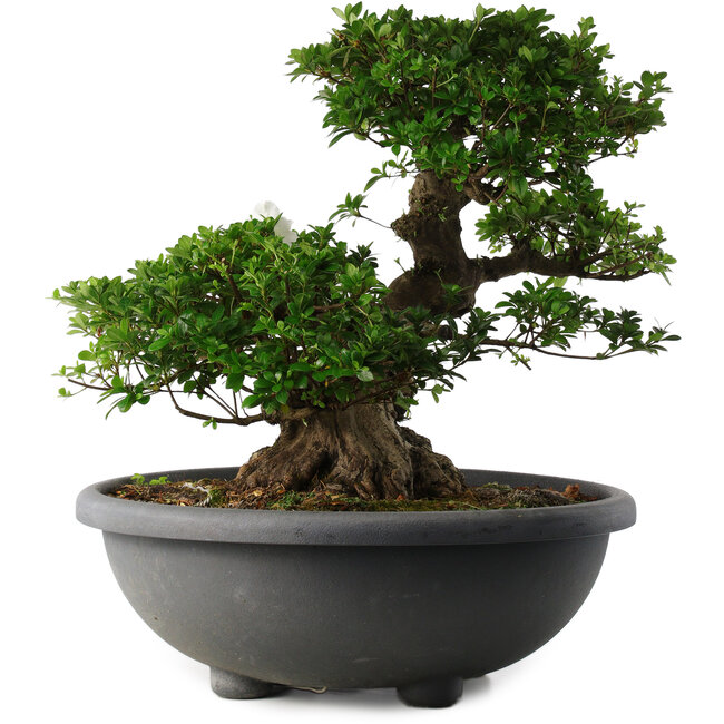 Rhododendron indicum Eikan, 55 cm, ± 30 Jahre alt, mit weißen Blüten