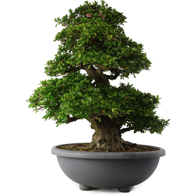 Rhododendron indicum Gyoten, 73 cm, ± 30 años, con flores rosadas