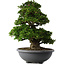 Rhododendron indicum Gyoten, 73 cm, ± 30 Jahre alt, mit rosa Blüten