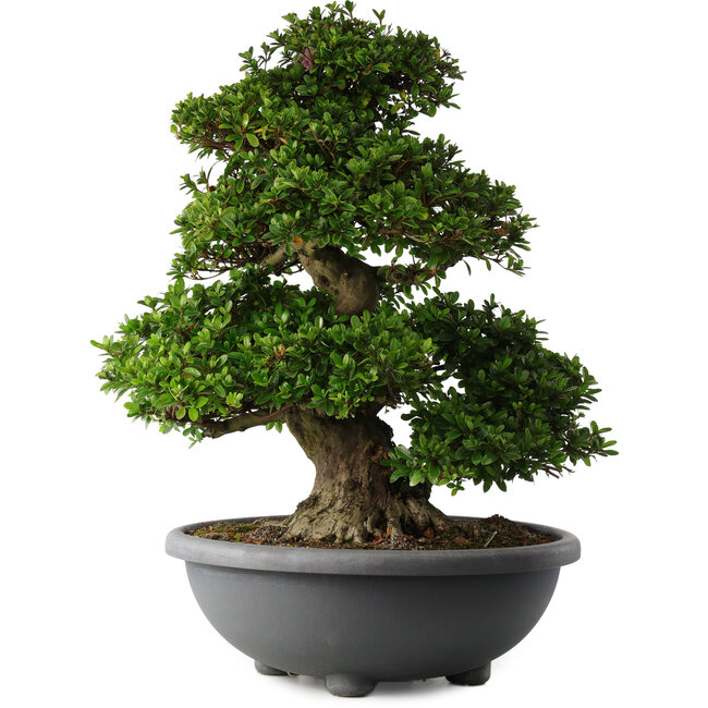 Rhododendron indicum Gyoten, 73 cm, ± 30 Jahre alt, mit rosa Blüten