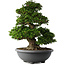 Rhododendron indicum Gyoten, 73 cm, ± 30 Jahre alt, mit rosa Blüten