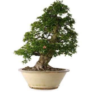 Rhododendron indicum Shin Nikko, 67 cm, ± 30 jaar oud