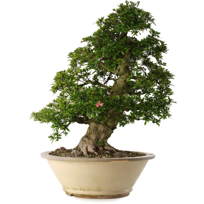 Rhododendron indicum Shin Nikko, 67 cm, ± 30 ans, dans un pot avec un gros éclat sur le bord