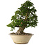 Rhododendron indicum Shin Nikko, 67 cm, ± 30 ans, dans un pot avec un gros éclat sur le bord