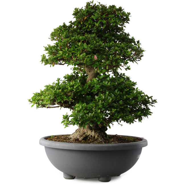 Rhododendron indicum Gyoten, 73 cm, ± 30 Jahre alt, mit rosa Blüten