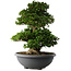 Rhododendron indicum Gyoten, 73 cm, ± 30 Jahre alt, mit rosa Blüten